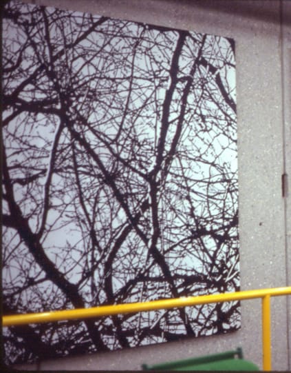 Branches #5